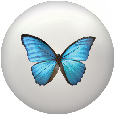 In Safe Hands logo